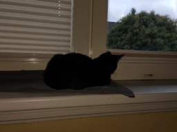 Katerstimmung